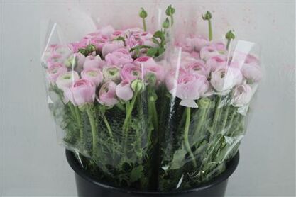 Ran Elegance Light Pink