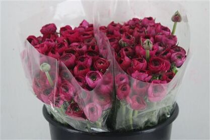 Ran Elegance Hot Pink