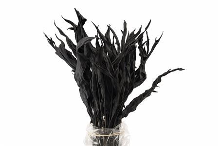 Dried Strelitziablad Zwart P Stem