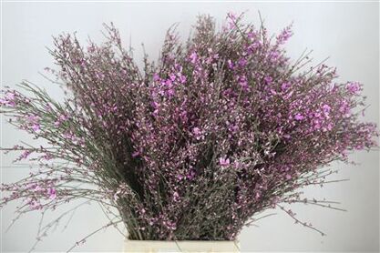 Ginster 300gr Lila Pbs