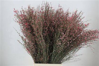 Ginster 300gr Rood Pbs