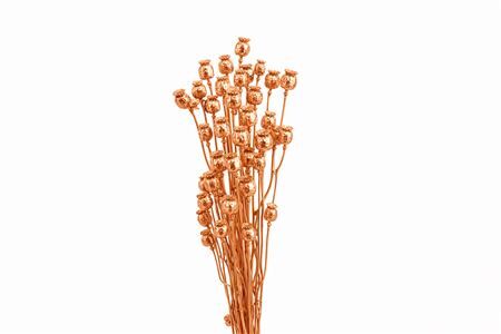 Dried Papaver Copper Bunch