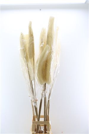 Deco Luffa Gigante 3pc/bag Bleached Pst