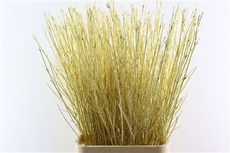 Cornus Paint Gold Stem