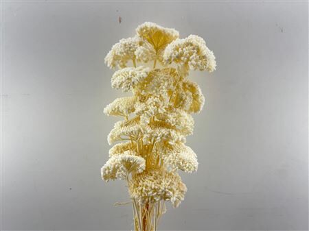 Pres Achillea Parker Bleached Bunch