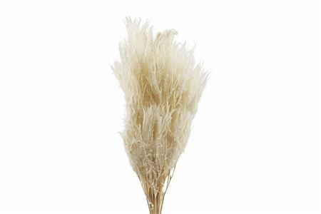 Pres Helecho Bleached Bunch