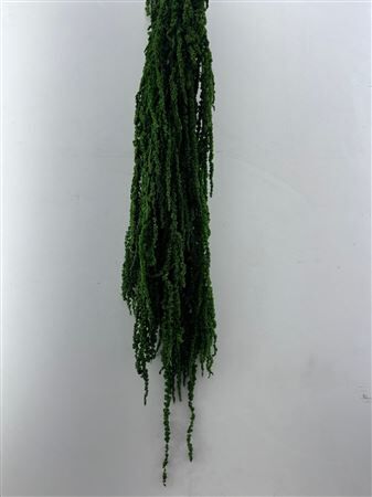 Pres Amaranthus Caud D Green Bunch