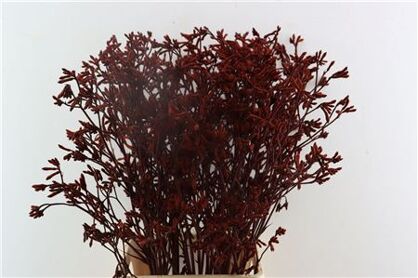 Anigozanthos Klbh Rood