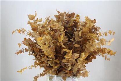 Pres Euca Stuartiana Yellow Bunch