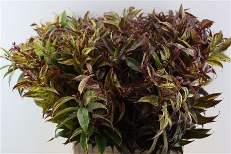 Leucothoe Walteri Rainbow
