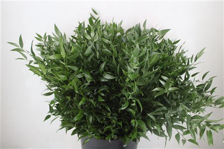 Ruscus Medium P Bos