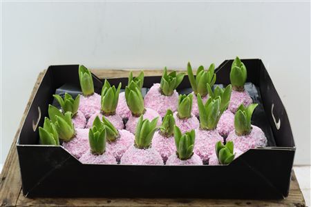 Wax Hyacinth Snow Baby Roze