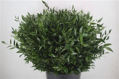 Ruscus Short 300gram P Bunch