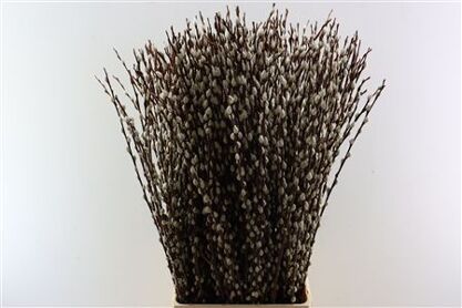 Salix Wilgenkatjes 100cm Duitse