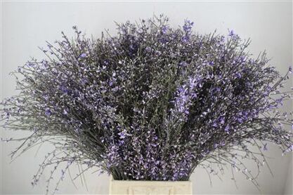 Ginster 400gr Milka P Bunch