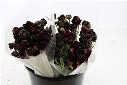 Ran Amandine Violet Black