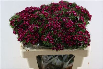 Di Barb Breanthus Jolly Purple Pink