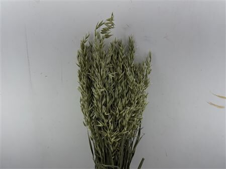 Dried Avena (haver) Natural Bunch