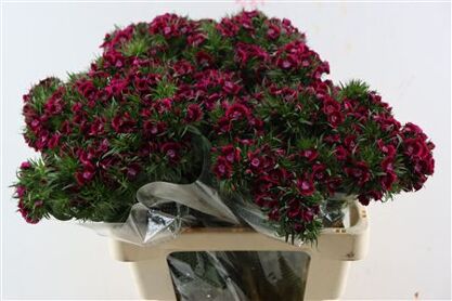 Di Barb Breanthus Jolly Purple Pink