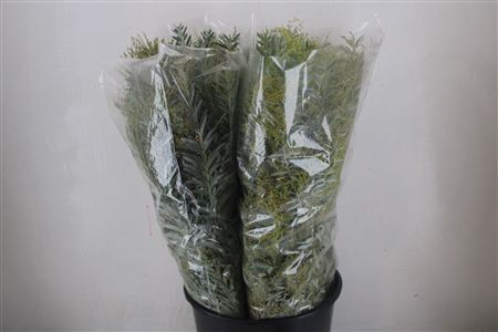 Mimosa Luna D'argento P Bunch