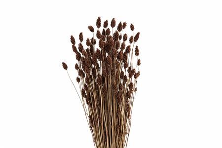 Dried Phalaris X5 Brown Bunch