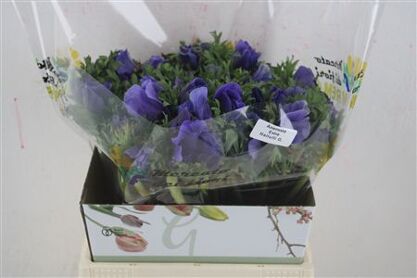 Anem Mistral Super Celeste Azzuro