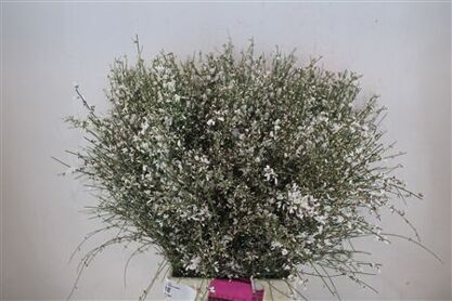 Ginster 400gr White P Bunch