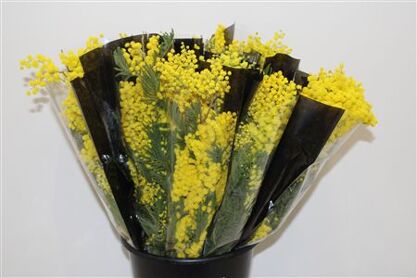 Mimosa Mirandole 150 Gr P Bunch