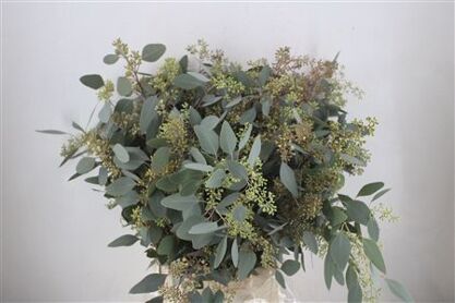 Populus Berry 300gr
