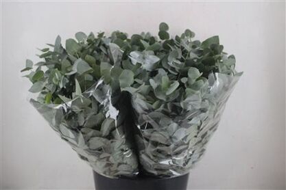 Cinerea Short 150gr
