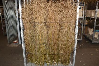 Salix Kronkelwillow
