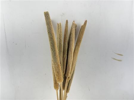 Dried Babala Naturel 10pcs Bunch