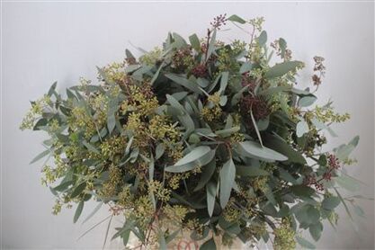 Populus Berry 300gr