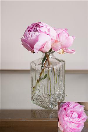 Paeo L Pillow Talk L-rose