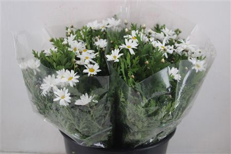 Margriet White Extra P Stem