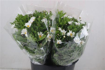 Margriet White Extra P Stem