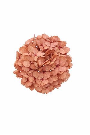 Pres Hydrangea Xl Pink Antique Pcs