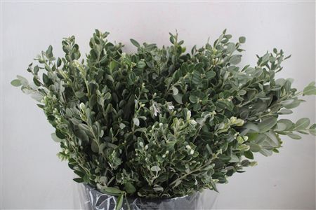 Pittosp Ralphi Leaves 400gr P Bunch