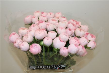 Ran Cloni Ex Lady Hanoi Pink