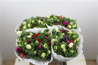 Anem Marianne Mixed