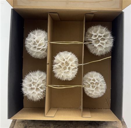 Pres Puste Bloemen X5 Display Doos