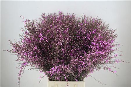 Ginster 400gr Lilac P Bunch