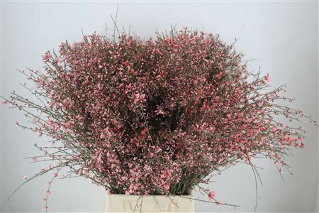 Ginster 400gr Pink P Bunch