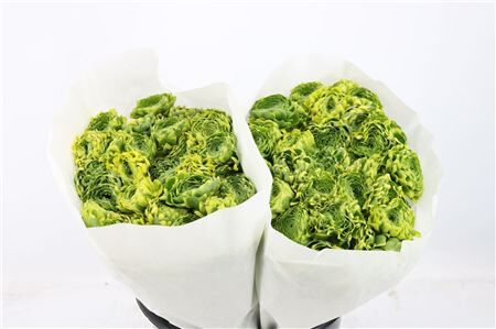 Ran Ponpon Ex Peter Pan