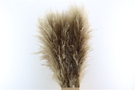 Cortaderia Naturel Dried P Stem