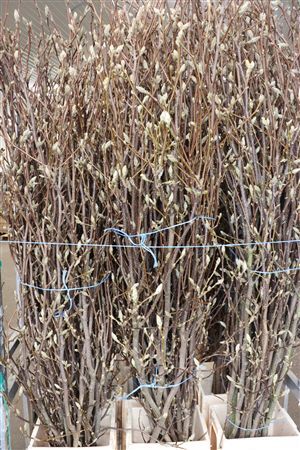 Magnolia Extra P Stem 180cm