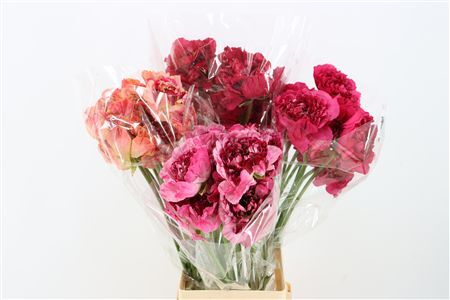 Ran Charlotte Mix Japan