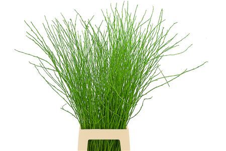 Berk 70cm Appelgroen Pbs