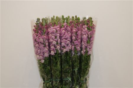 Antir Overig Lavender