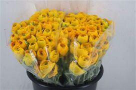 Ran Elegance Yellow